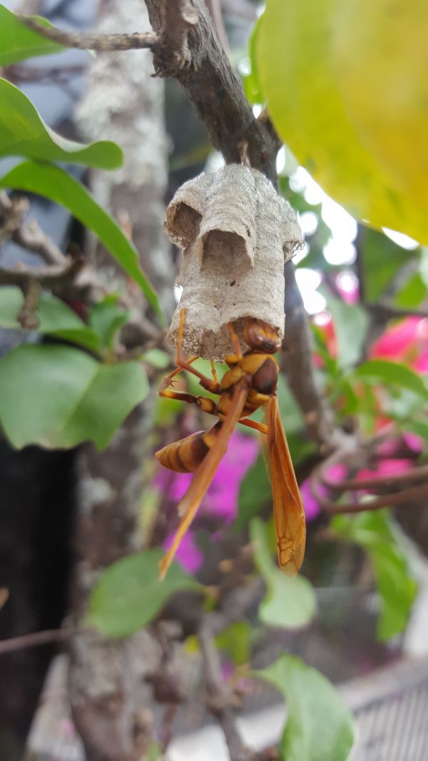 foto:Guadalupe Monserrat  Castillo  Nieto  - lo hecho en México