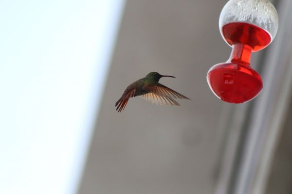 foto:JESUS ALEJANDRO DIAZ SOSA - lo hecho en México