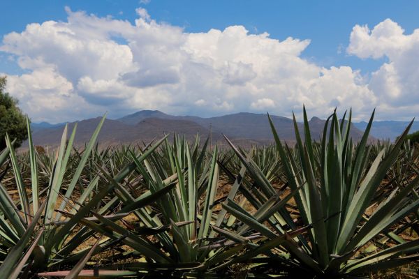 foto:yara Báez Pacheco - lo hecho en México