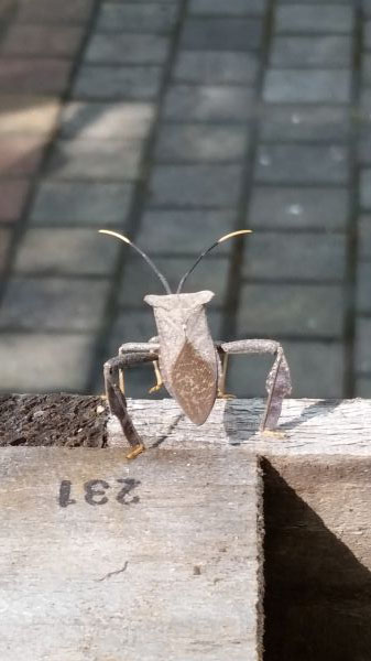 foto:Ernesto  Barriga Acosta - lo hecho en México