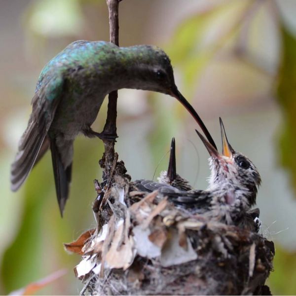 foto:Efren Martín  Montiel  Ortiz  - lo hecho en México
