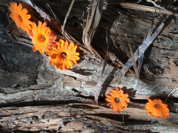 foto:Patricia  Sotelo  Méndez  - lo hecho en México