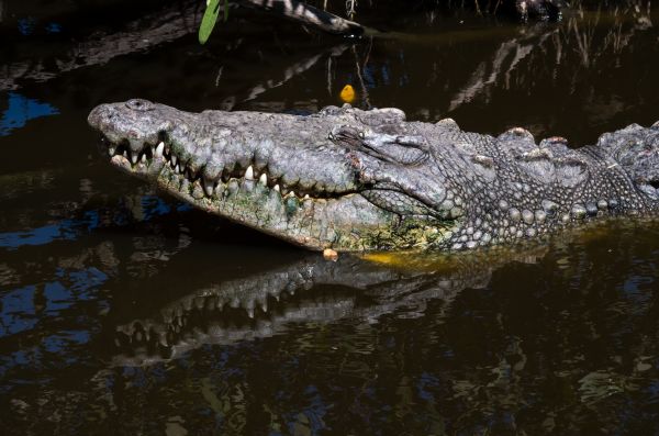 foto:Olivier Michel Marie Robert - - lo hecho en México
