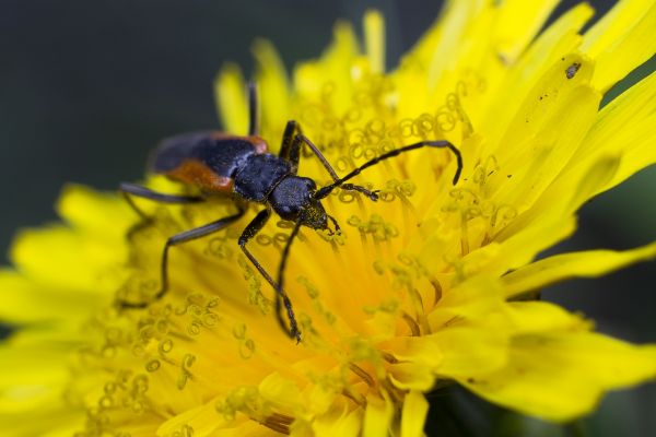 foto:José Alfredo Pérez Santana - lo hecho en México