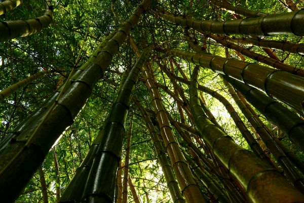 foto:José René Parra Bernardino - lo hecho en México