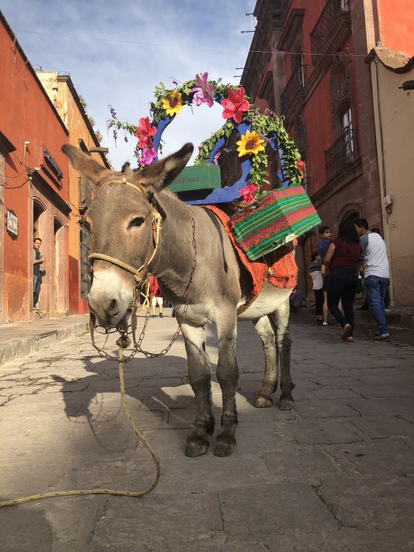 foto:Jose Antonio  Perez  Martinez  - lo hecho en México