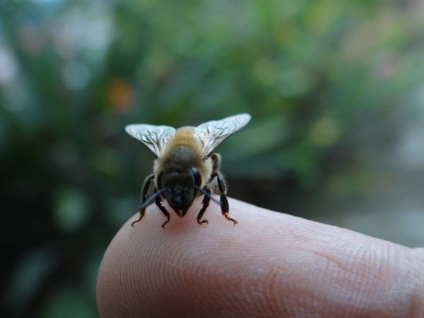 foto:LUIS ANTONIO ACEVEDO MARTINEZ - lo hecho en México