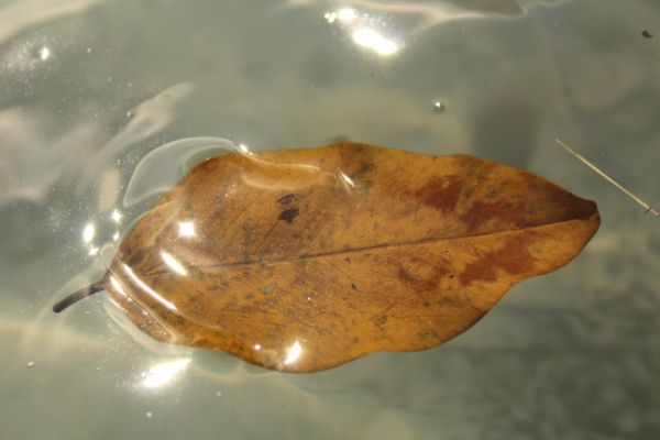 foto:Victor Alan Arana  Estebane - lo hecho en México