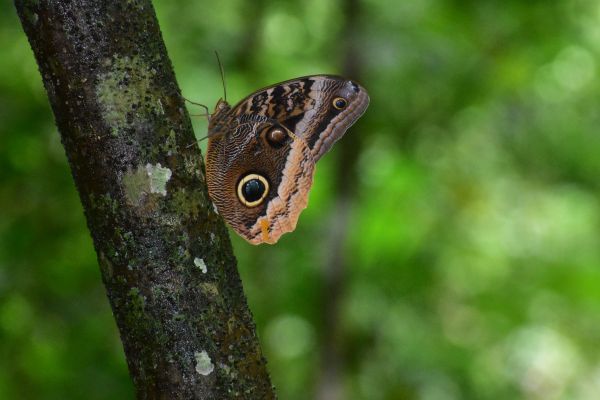 foto:Yetlanezy  Baltierrez Moreno - lo hecho en México