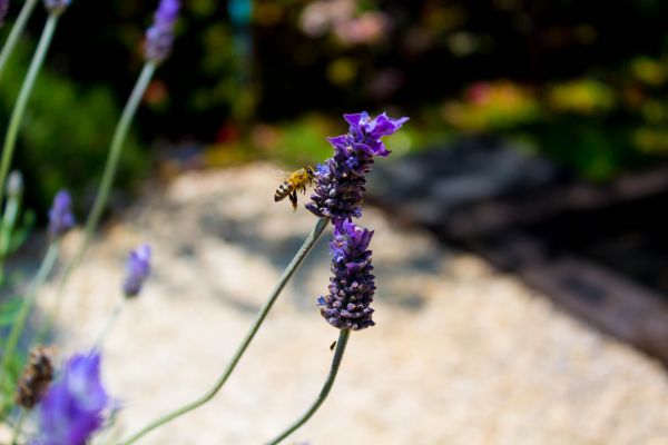 foto:Karen Araceli Buenfil Alcocer - lo hecho en México