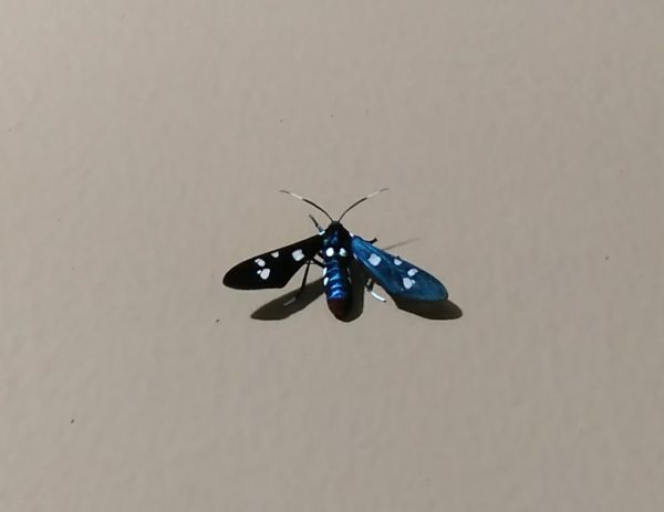 foto:Leonardo Martínez  Hernández - lo hecho en México