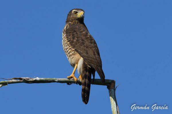 foto:German Garcia Arias - lo hecho en México