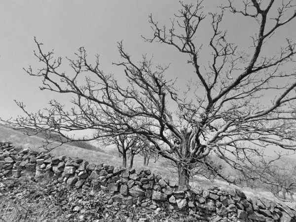 foto:Víctor Rafael González Gómez - lo hecho en México