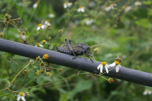 foto:Mauricio Martinez Carreon - lo hecho en México