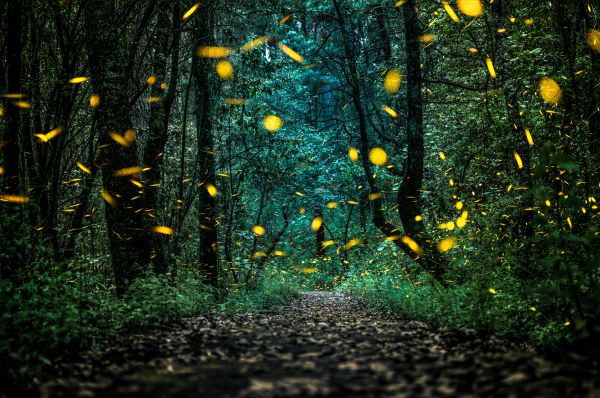 foto:Sergio Alberto Becerril  Robledo - lo hecho en México