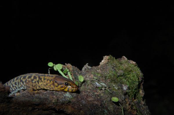 foto:Daniel Montoya Ferrer - lo hecho en México