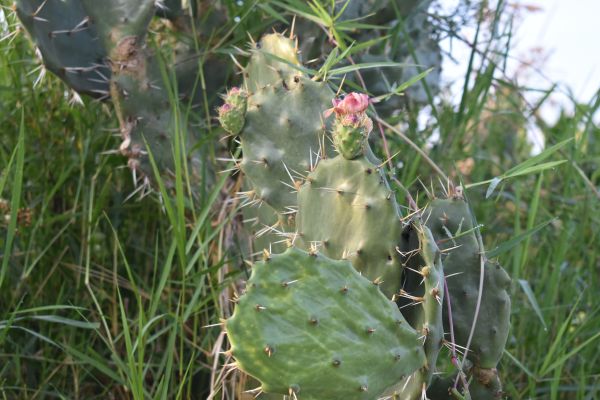 foto:FIDEL AARON  HERNANDEZ  CAMPOS - lo hecho en México