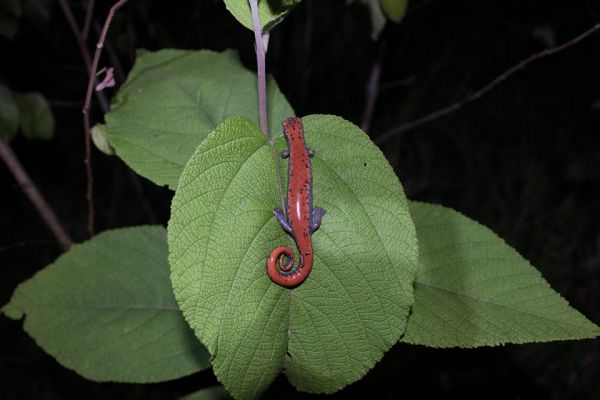 foto:Ramón Arturo León Martínez  - lo hecho en México