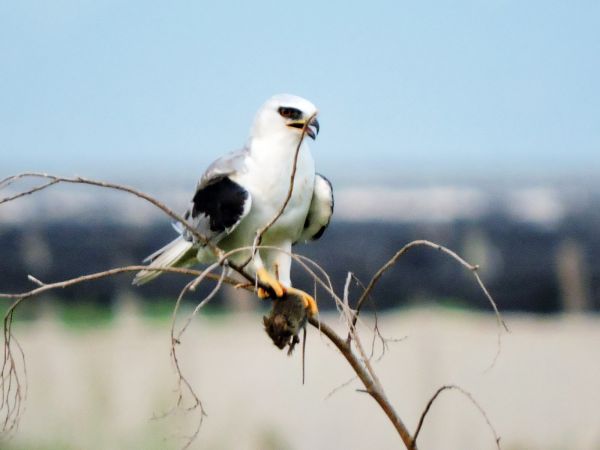 foto:gabriel  zavala leyva - lo hecho en México