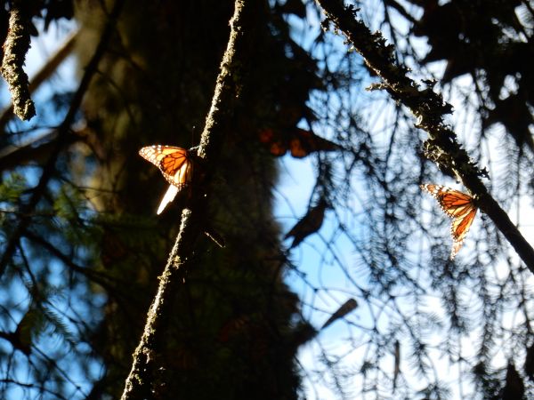 foto:Miriam Belén Plascencia Fregoso - lo hecho en México