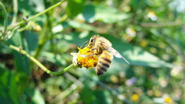 foto:Francisco Guadalupe Niño Balbuena - lo hecho en México