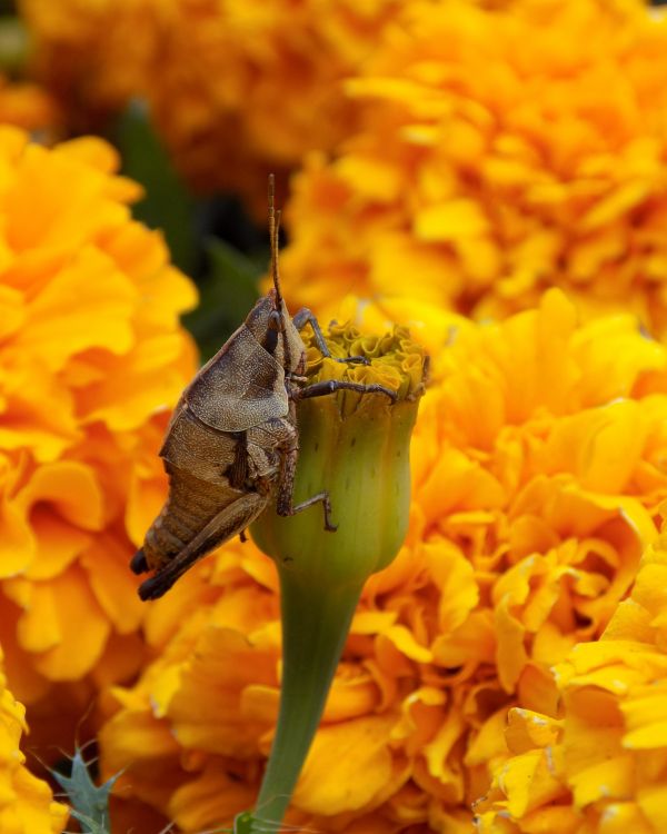 foto:ELIAS MEZA CRUZ - lo hecho en México