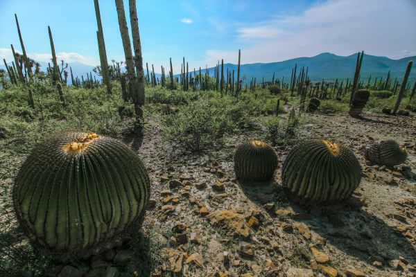 foto:Julio César  Saavedra  Castro  - lo hecho en México