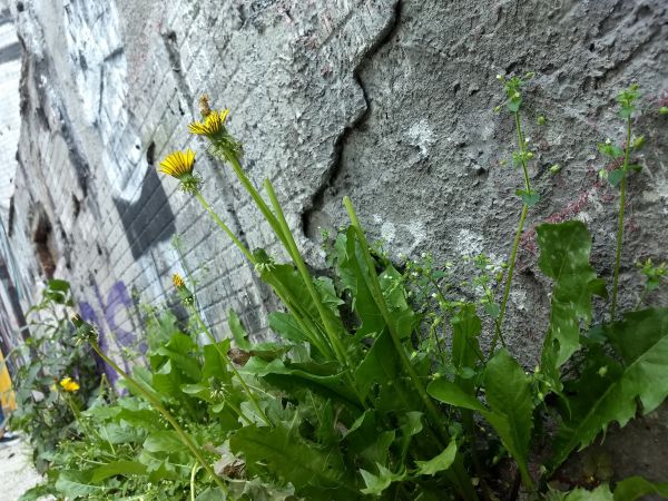 foto:Idania Gabrielle Jaramillo Alcala - lo hecho en México