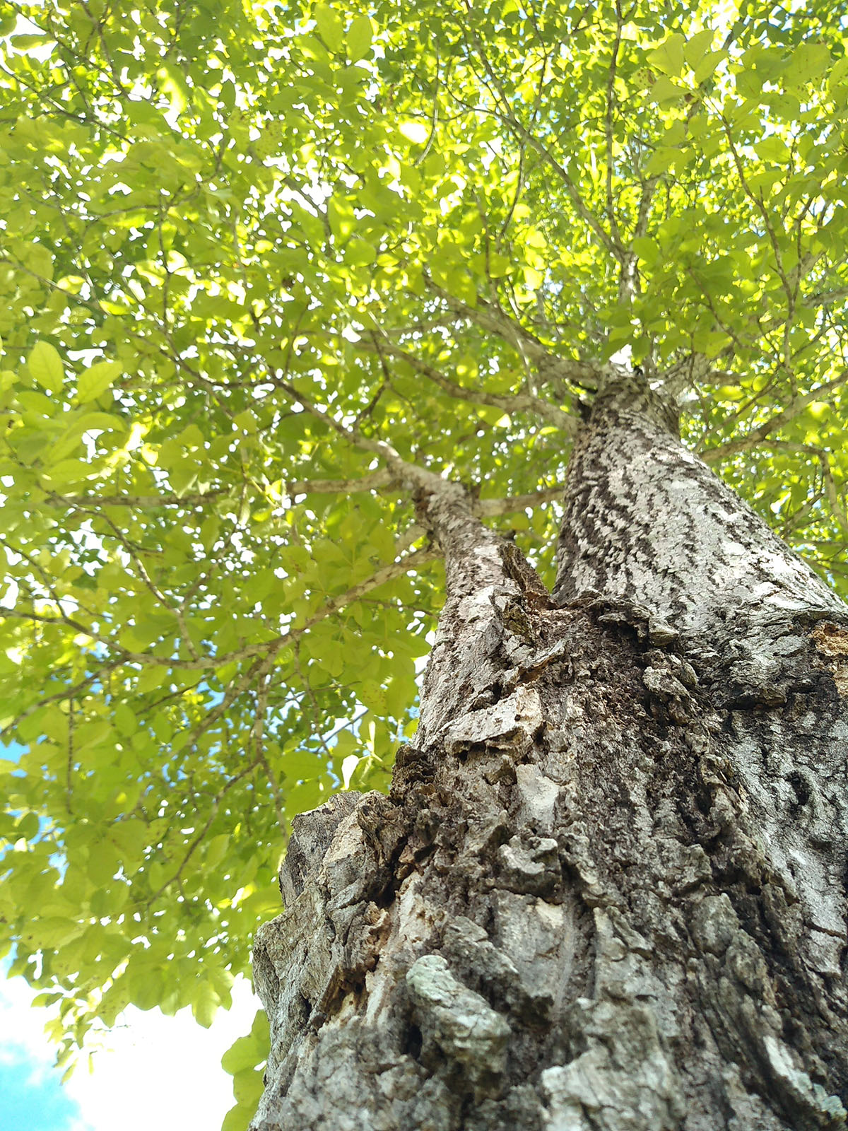 foto:Ivan Antonio Chan Cua - lo hecho en México