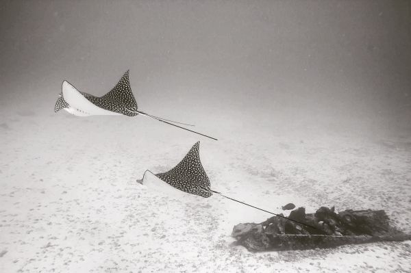 foto:Vanessa Prigollini del Valle - lo hecho en México