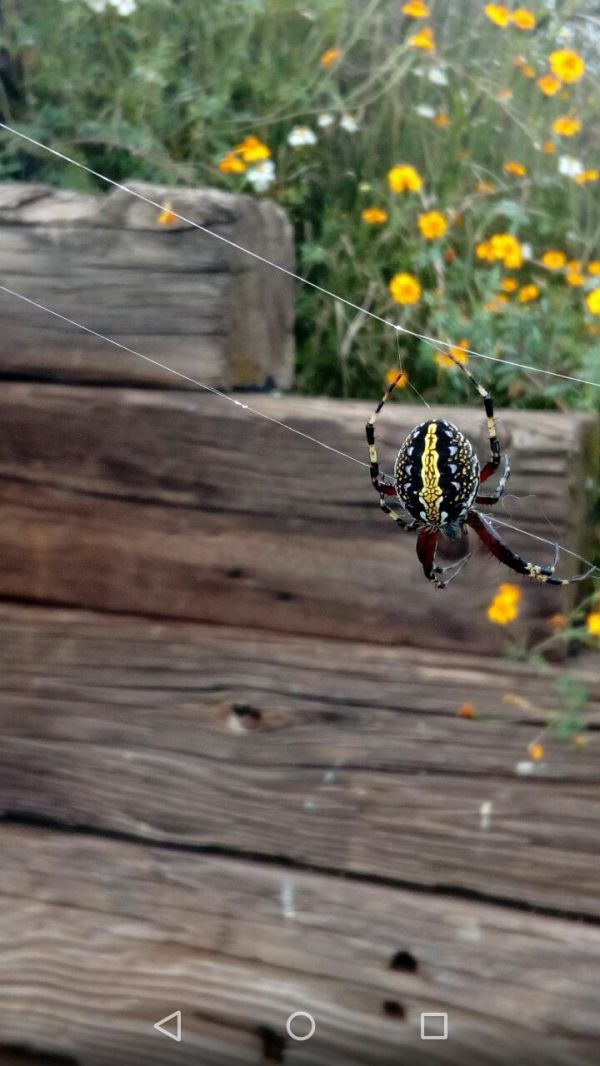 foto:Alfonso Romero Vargas - lo hecho en México