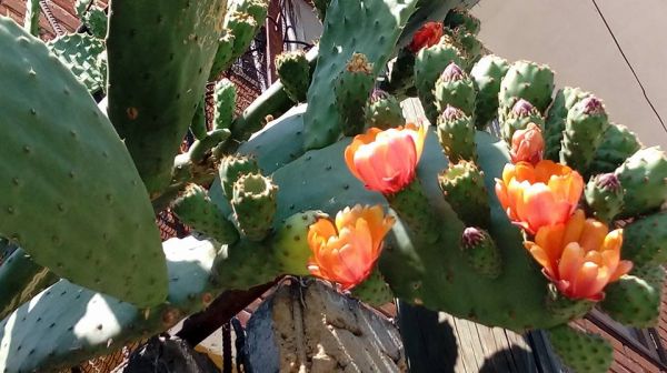 foto:juan antonio castillo torres - lo hecho en México