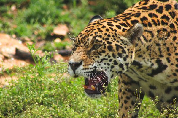 foto:Oscar  Daniel Blanco Medina - lo hecho en México