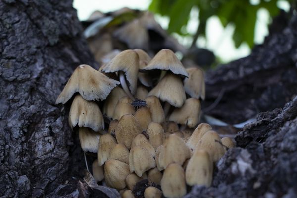 foto:Patricia Carolina  Jiménez  Guzmán  - lo hecho en México