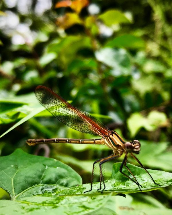 foto:Israel Turrubiates  Alvarez  - lo hecho en México