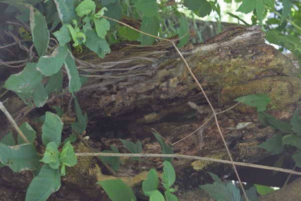 foto:BRISEYDA DEL RAYO BARRAGAN  TORRES - lo hecho en México