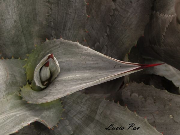 foto:ELVIA LUCIA PAVON MEZA - lo hecho en México