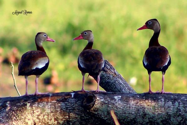 foto:Miguel Ángel  Ramos  Vázquez  - lo hecho en México