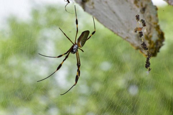 foto:Ulises Rodriguez Gonzalez - lo hecho en México