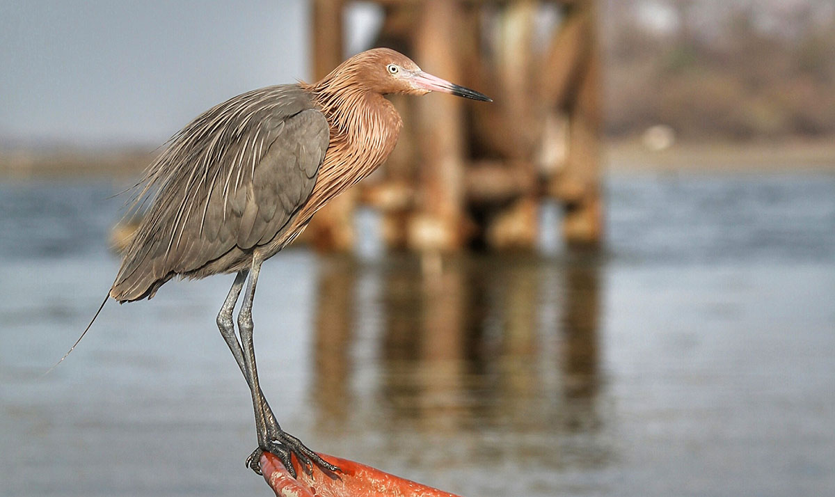 foto:Francisco Trujillo Lopez - lo hecho en México