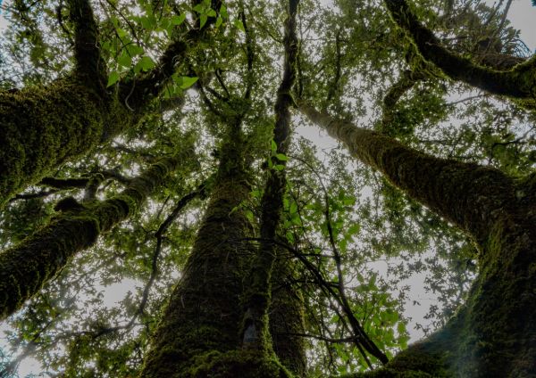foto:Jose Miguel Uribe Avilés - lo hecho en México