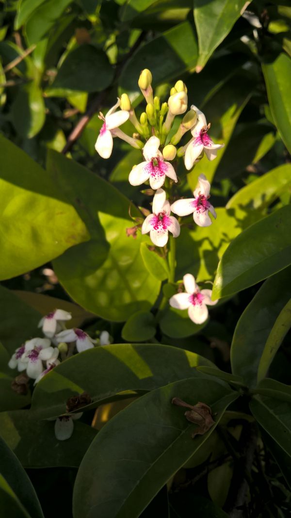 foto:Luis Eduardo Resendiz  Caamaño - lo hecho en México