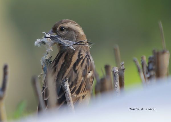 foto:José Martín  Balandrán Martínez - lo hecho en México