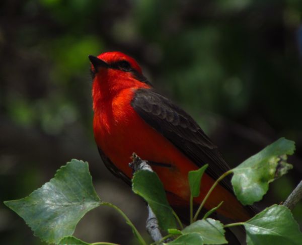 foto:Israel Cervantes Guevara - lo hecho en México