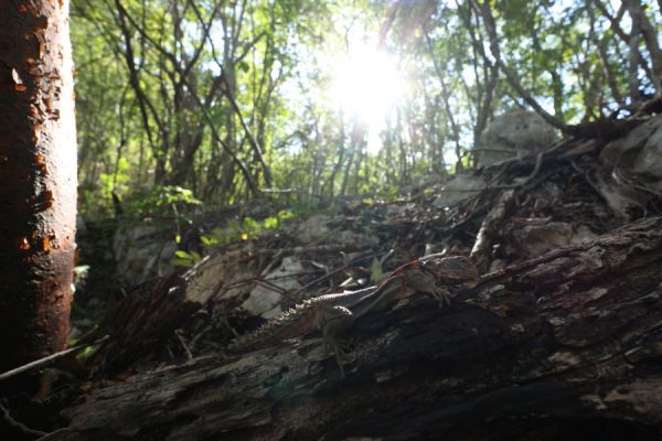 foto:Manuel  Bojórquez  Acevedo - lo hecho en México