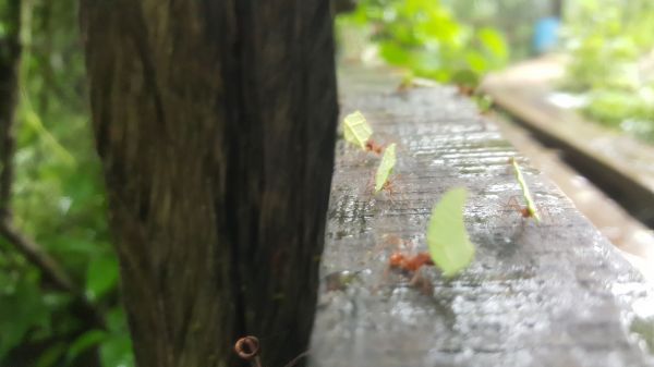 foto:Francisco Aguirre Soberon - lo hecho en México