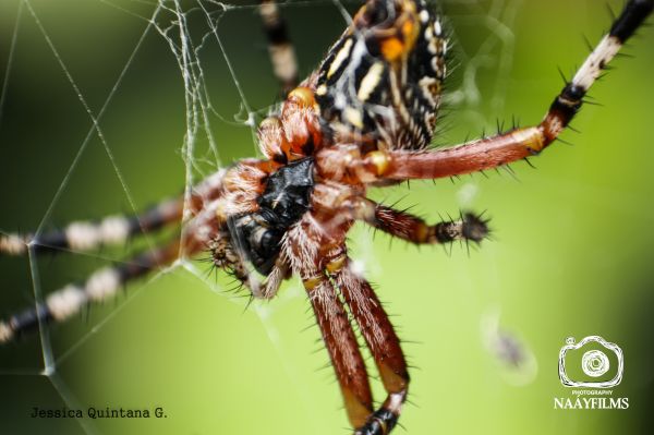 foto:Jessica Anasi Quintana  Góngora - lo hecho en México