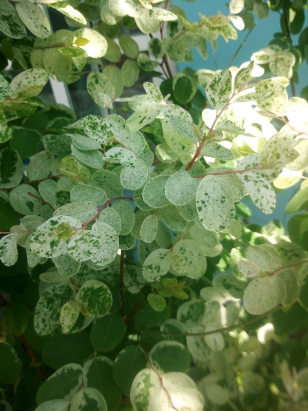 foto:Maria de Lourdes  Zavala  Reyes  - lo hecho en México