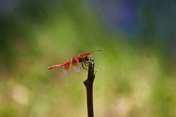 foto:Salvador Valades Gonzalez - lo hecho en México
