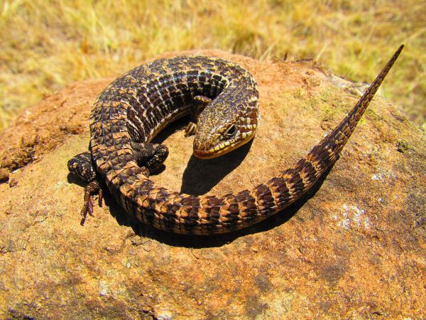 foto:Oscar Alejandro Morales Juárez - lo hecho en México
